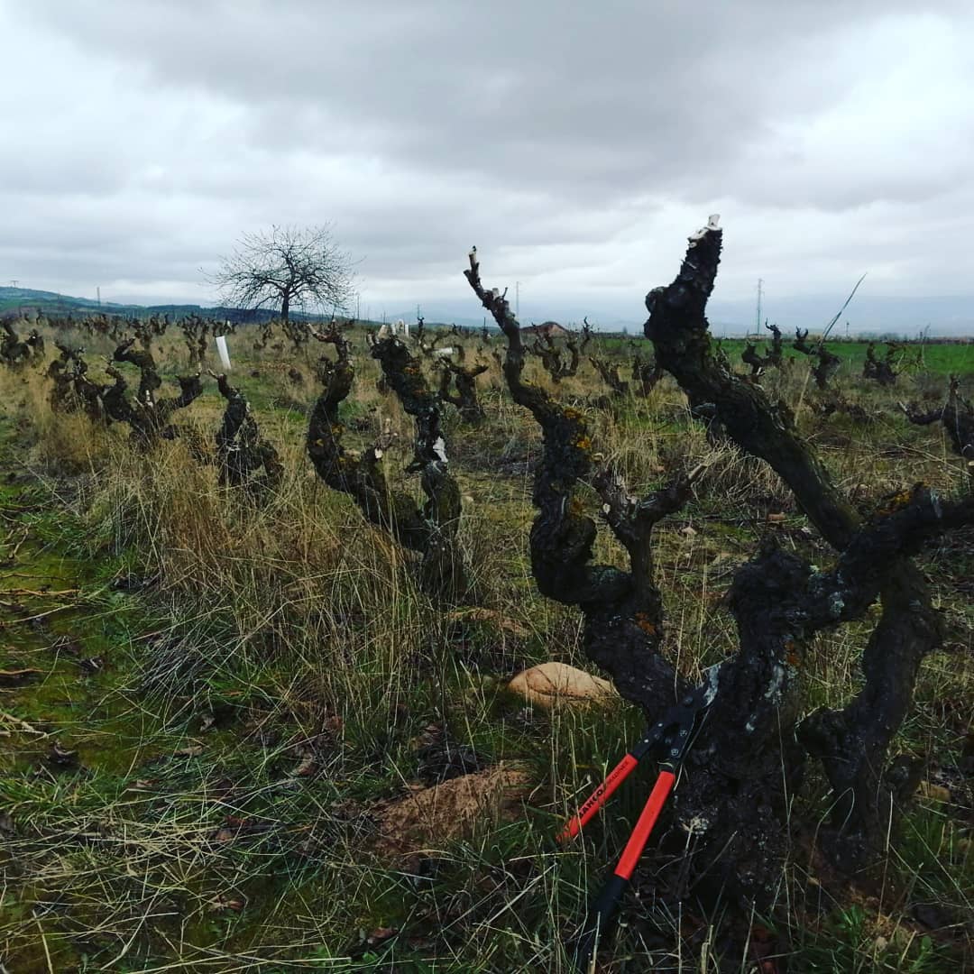 winter in vineyards bodega horola